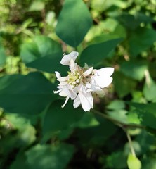 Desmodium lindheimeri