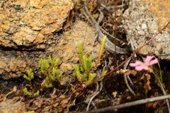 Selaginella gracillima
