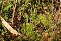 Selaginella gracillima