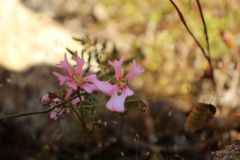 Stylidium ecorne