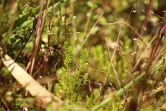 Selaginella gracillima