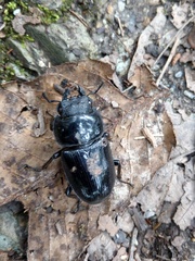 Dorcus grandis formosanus