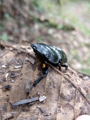 Dorcus grandis formosanus