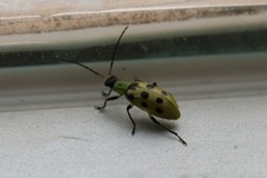 Diabrotica undecimpunctata