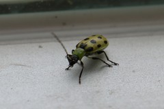 Diabrotica undecimpunctata