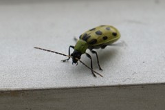 Diabrotica undecimpunctata