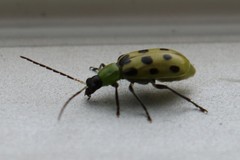 Diabrotica undecimpunctata