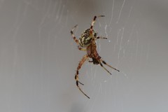 Neoscona