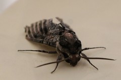 Agrius cingulata