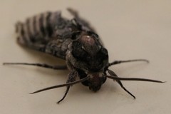 Agrius cingulata