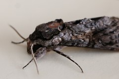 Agrius cingulata