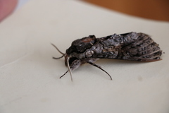 Agrius cingulata