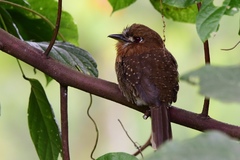 Malacoptila mystacalis