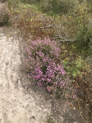 Verticordia plumosa