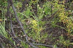 Drosera stricticaulis