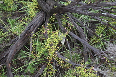 Drosera stricticaulis