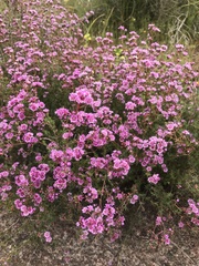 Verticordia plumosa