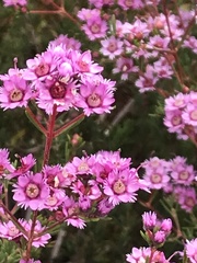 Verticordia plumosa