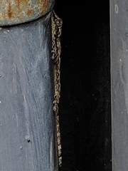 Hemidactylus flaviviridis