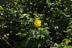 Hibiscus tiliaceus pernambucensis