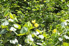 Hibiscus tiliaceus pernambucensis