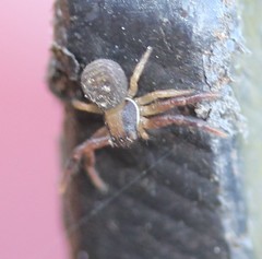 Xysticus texanus