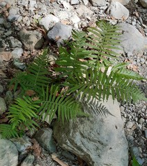 Pelazoneuron puberulum