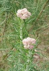 Cassinia aculeata aculeata