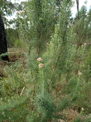 Cassinia aculeata aculeata