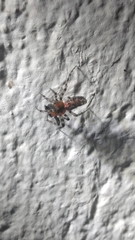 Alpaida gallardoi