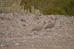 Eudromia elegans