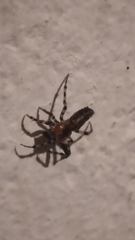 Alpaida gallardoi