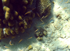 Ostorhinchus properuptus