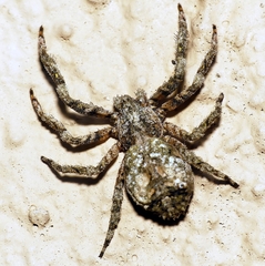 Stephanopis altifrons