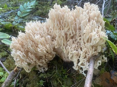 Ramaria acrisiccescens