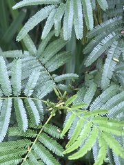 Mimosa tenuiflora