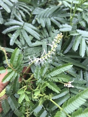 Mimosa tenuiflora
