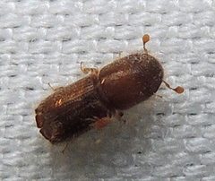 Ips grandicollis