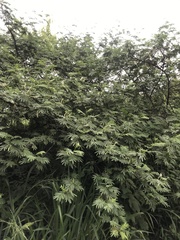 Mimosa tenuiflora