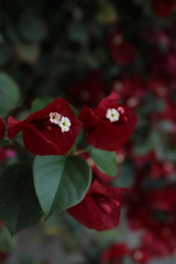 Bougainvillea