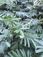 Mimosa tenuiflora