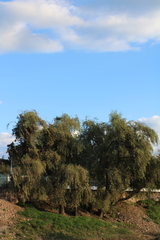 Magnoliopsida