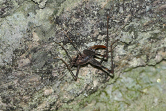 Micropathus cavernicola