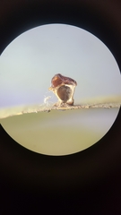 Caryomyia flaticrustum