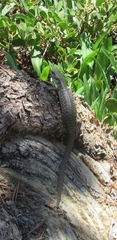 Elgaria coerulea palmeri