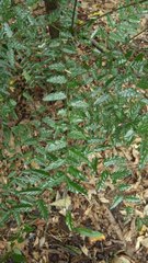 Ventilago