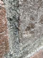 Agraylea