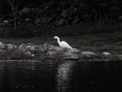 Egretta thula