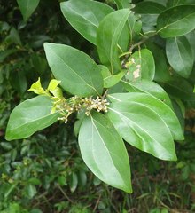 Cryptocarya lifuensis