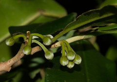 Lethedon salicifolia
